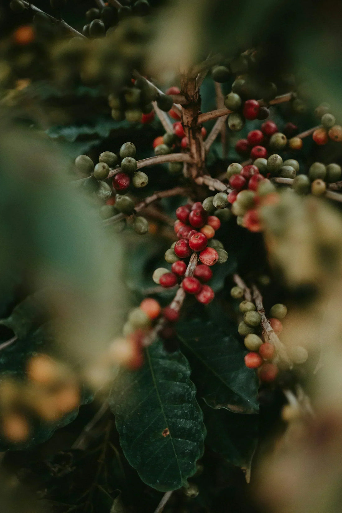 World Coffee Origins: A Guide for the UK Coffee Connoisseur