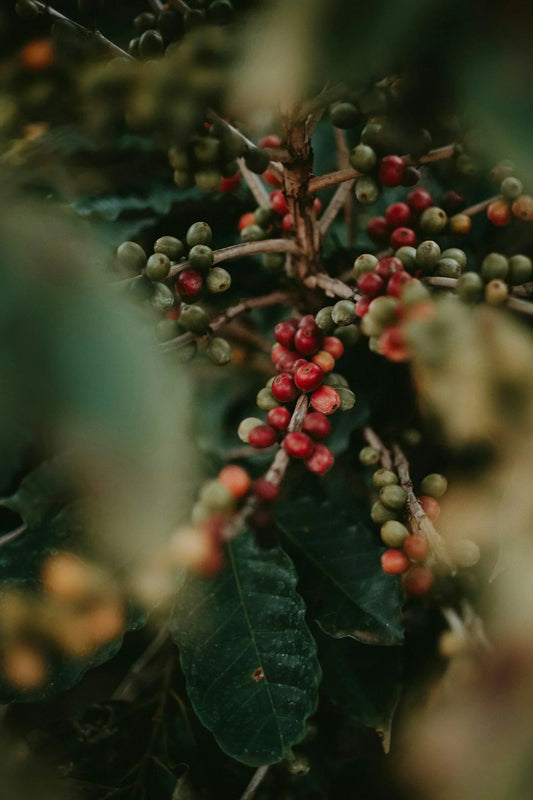 World Coffee Origins: A Guide for the UK Coffee Connoisseur