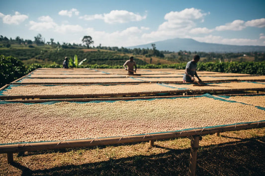 Coffee Processing Methods Explained: How Your Beans Are Made