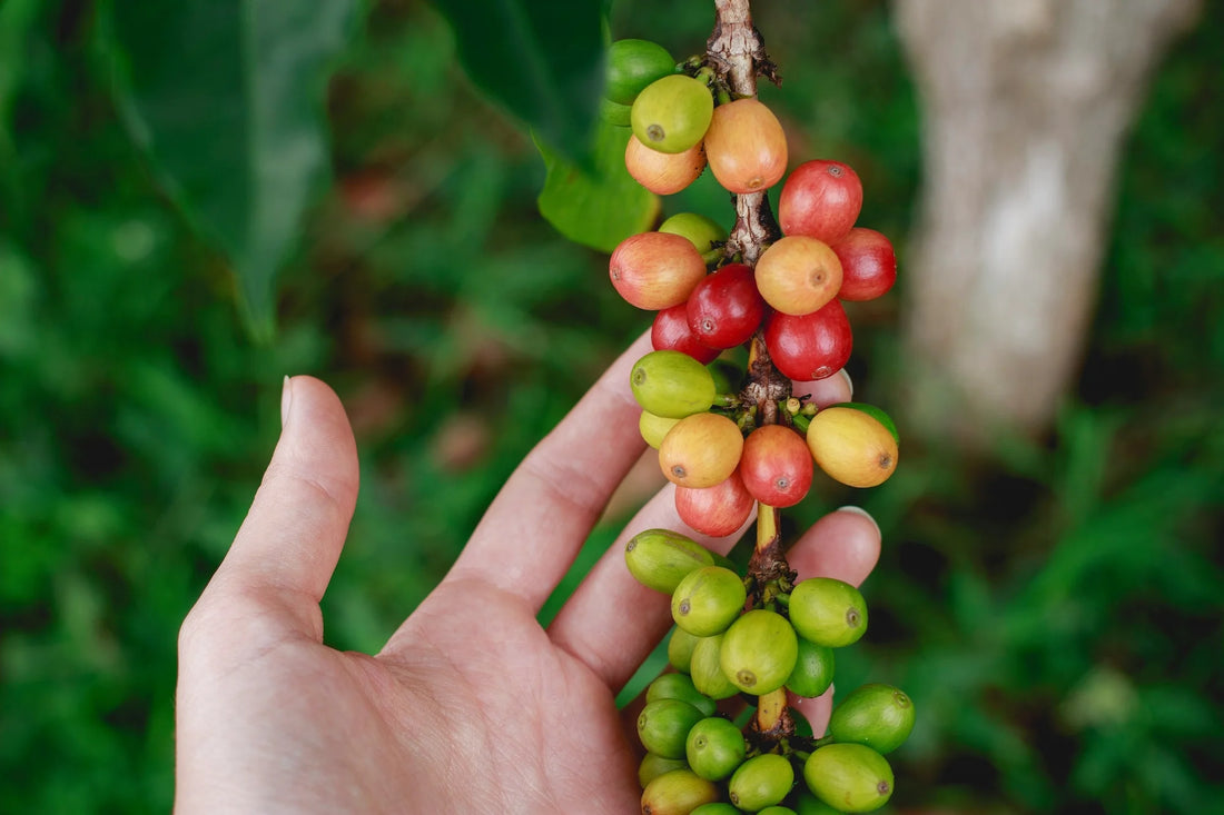 Single Origin Coffee Explained: What It Is and Why It Matters